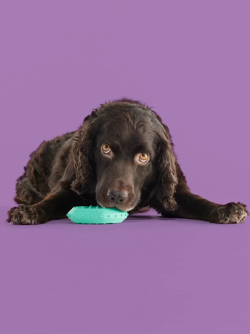 Yomp Chillchew Freezable Dog Toy – The Ultimate Cooling Chew for Teething Puppies and Medium Chewers, Made with Safe Silicone